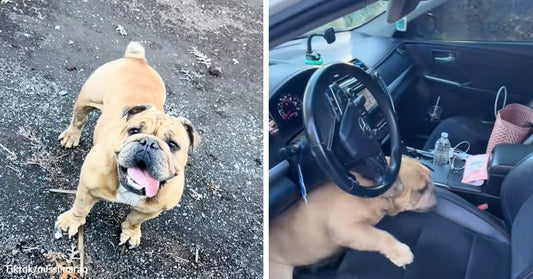 Smiling bulldog stands on a dirt surface with its tongue out, beside a second image of the dog climbing into the front seat of a car.
