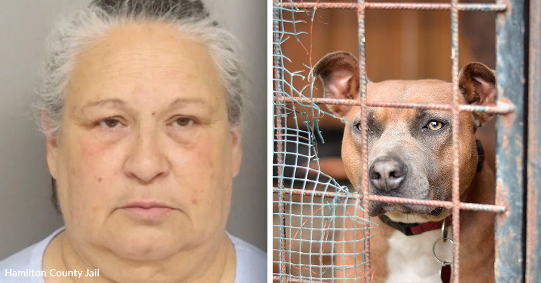 Woman Arrested After Dead Dogs Found In Locked Crates