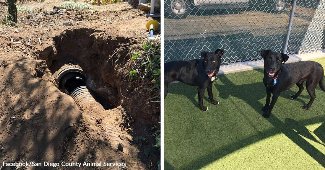 Split image showing an open storm drain excavation on the left and two rescued black dogs standing together on grass on the right.