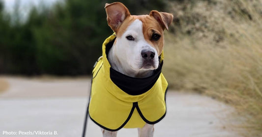 What It Means If A Dog Is Wearing Yellow