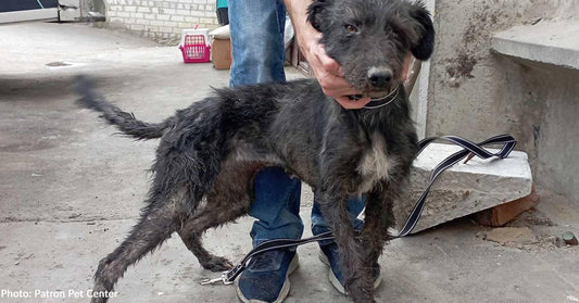 Dogs Left Behind in War-Torn Ukraine City Miraculously Survive and Are Finally Rescued