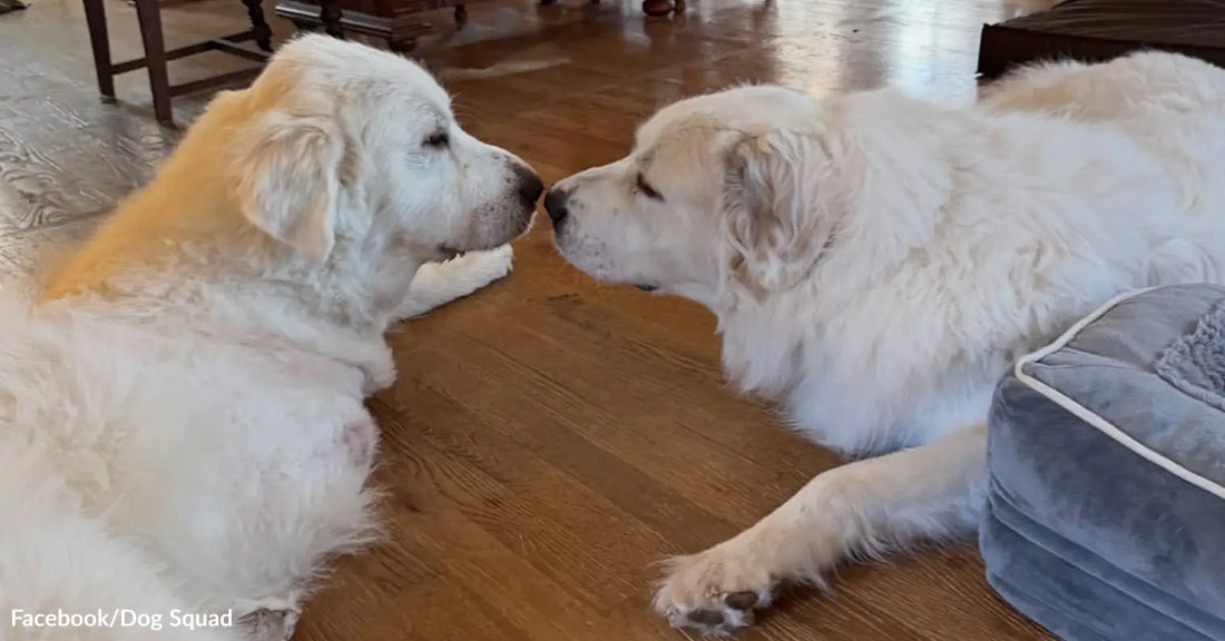 Two large white dogs lie facing each other on a wooden floor, gently touching paws.