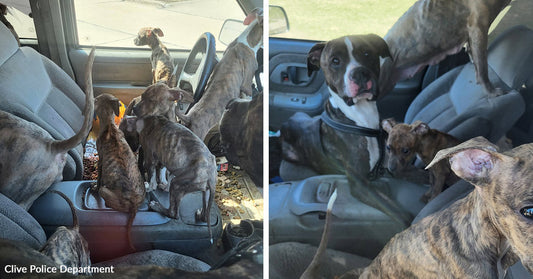 Split image showing several dogs crowded inside a vehicle, including puppies and adult dogs on the seats and floor.
