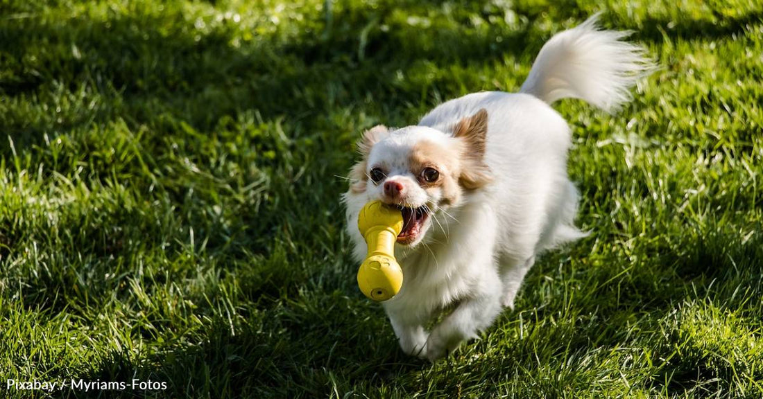 Your Dog Understands That Words Stand for Certain Objects, New Research Shows