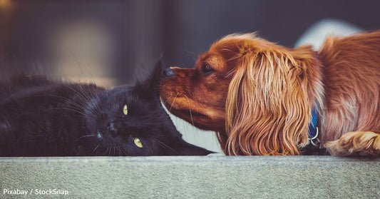 Do Pet Owners Care About Their Dogs More Than Their Cats? Researchers Investigated