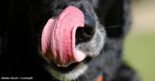 3-Year-Old English Setter Has World's Longest Dog Tongue