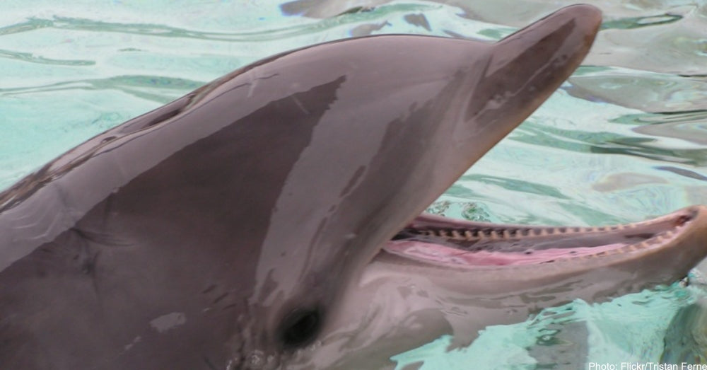 Drowning Dog Rescued By Passing Dolphins