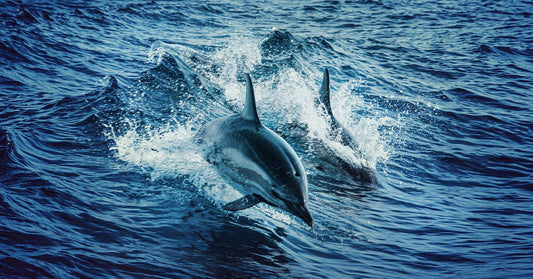 Dolphins Slain in Front of Children by Charter Boat Fisherman