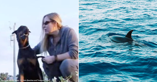 On the left, a woman with long blonde hair crouches beside a black-and-tan Doberman outdoors; on the right, a dolphin's dorsal fin and back surface in blue ocean water.