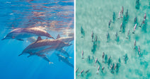 Split image showing dolphins swimming underwater on the left and an aerial view of a pod of dolphins in shallow turquoise water on the right.