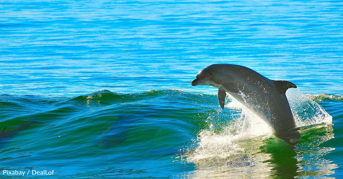 Scientists Discover Dolphins Use Baby Talk When 'Talking' To Their Young