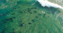 California Surf Competition Turns Magical When Dolphins Join In