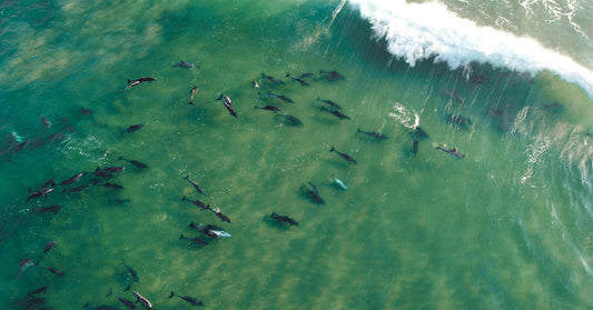 California Surf Competition Turns Magical When Dolphins Join In