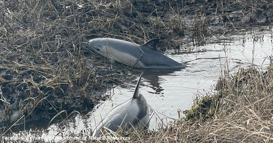 Rescuers Race Against the Tide to Save Dolphins Trapped in Marsh