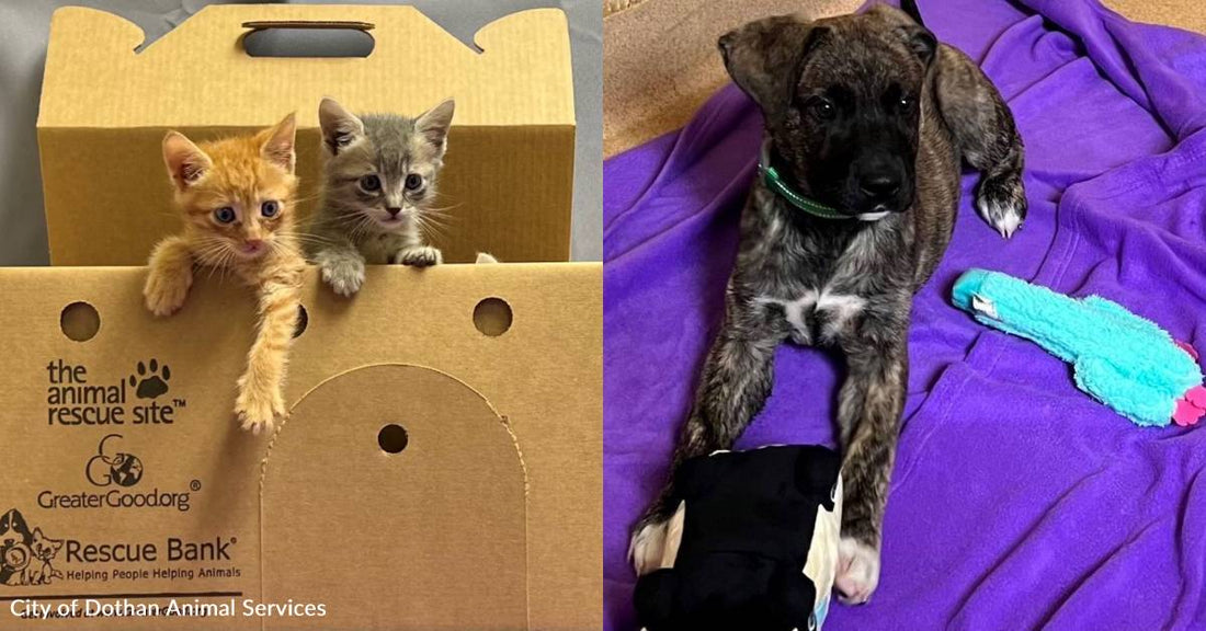 These Pets Are Having a More Comfortable Stay in the Shelter, Thanks to You