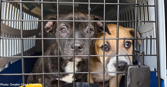Shelter Pets Running Out of Time - Fly Them to Freedom on Back-to-Back Flights