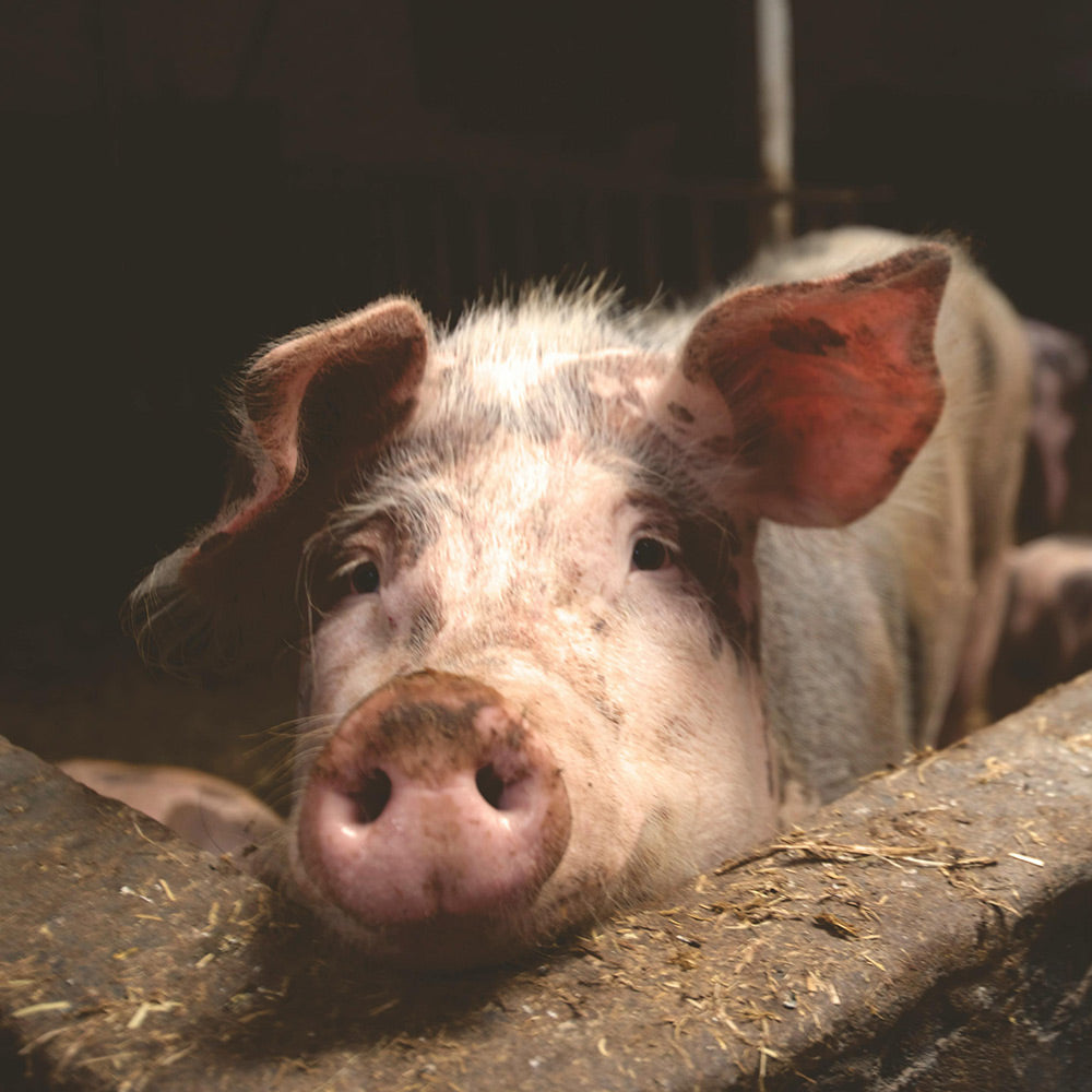 Pig resting its head on the edge of a concrete enclosure in a dark barn.