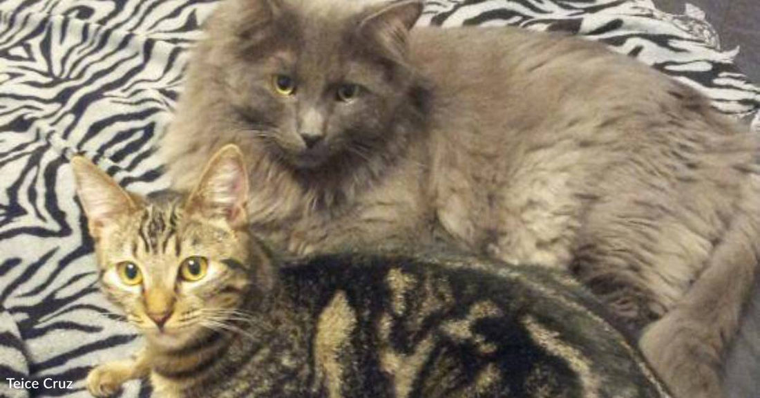 Kitten Overcoming Illness Learns How to Be a Cat From New Best Friend