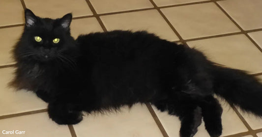 Cat Dumped In Desert Begs To Come Inside And Finds A Family For Life