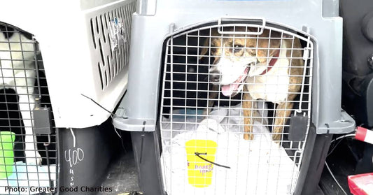 At-Risk Shelter Pets Need A Ride Out Of Overcrowded Shelters To Find A Home For The Holidays