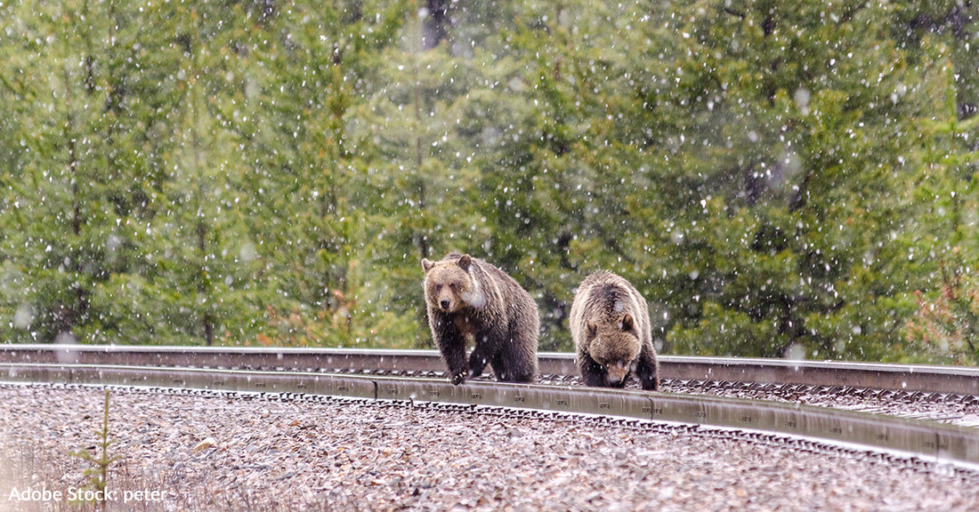 Intoxicated Grizzly Bears In Montana Are Being Killed By Trains