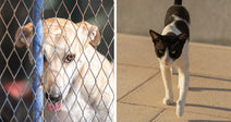 Split image of a light-colored dog behind a blue fence on the left and a black-and-white cat walking across sunlit pavement on the right.