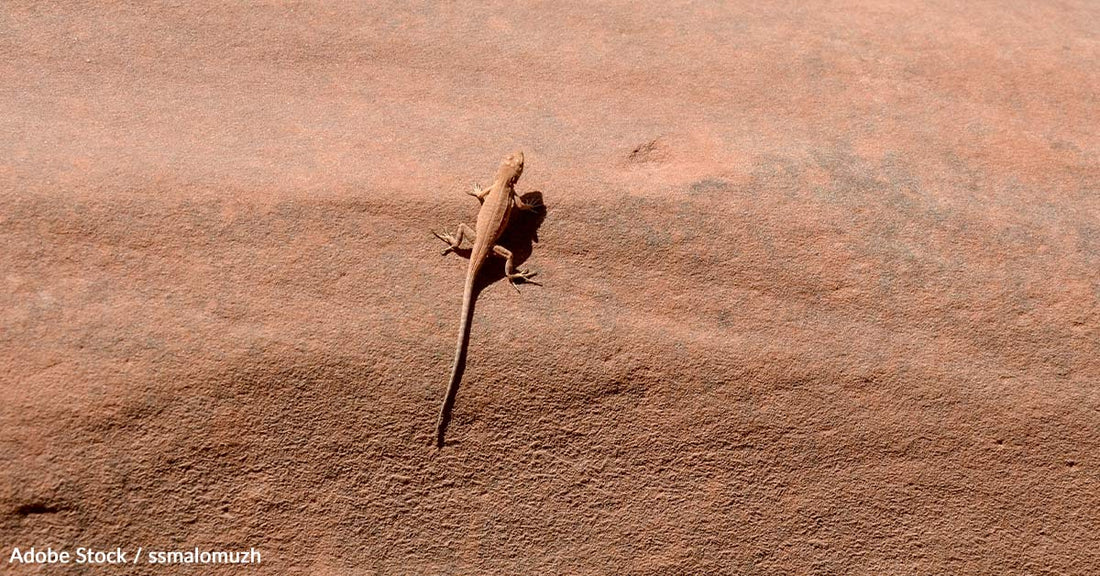 Rare Dunes Sagebrush Lizard Faces Extinction in Oil Basin Battle