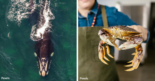 Dungeness Crab Fishing Leaves California’s Whales Fighting for Survival