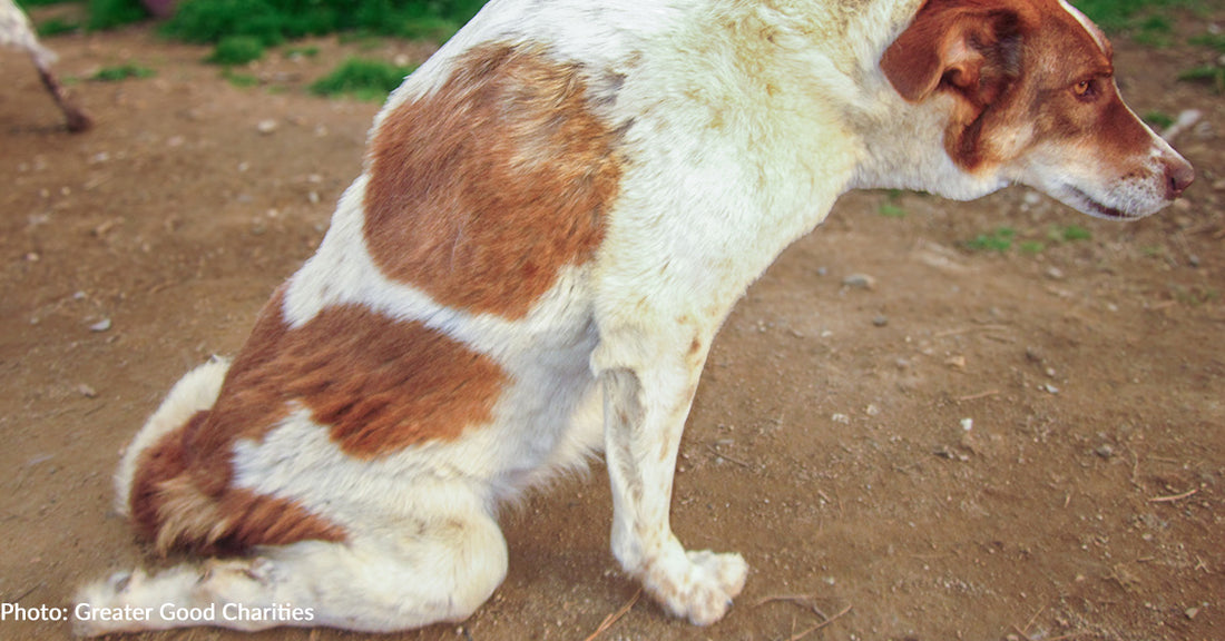 Stray Dog Shot In The Back By Cruel Passerby Needs Your Help To Walk Again