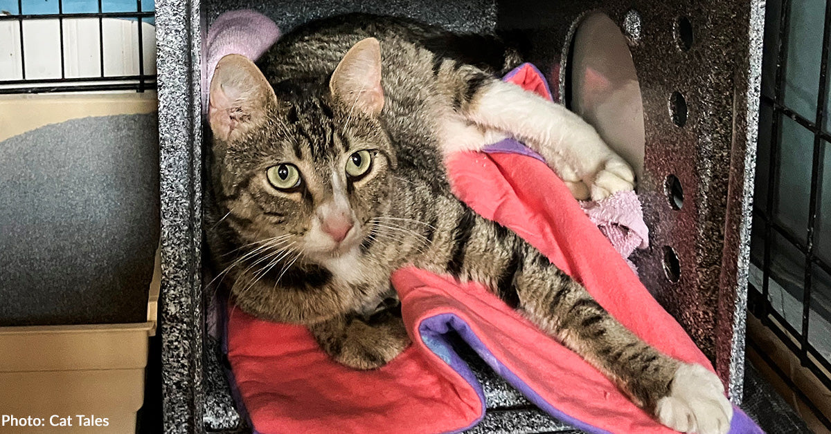 Stray Cat Unable to Put Weight on Hind Leg Receives Emergency Surgery ...