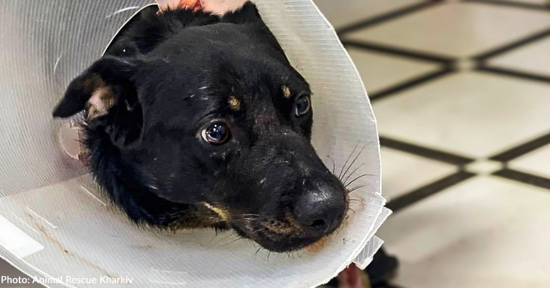 black dog with medical cone on head at vet clinic