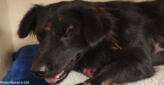 Dog Hit By Car And Left Injured In The Middle Of The Road Needs Our Help