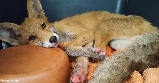 tan fox with burned paws resting on orange towel