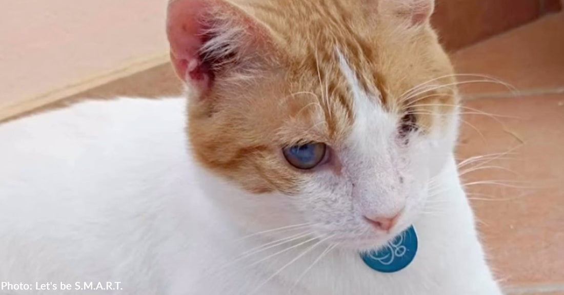 Homeless Cat Found Crying Out In Pain Has Recovered, Thanks To You