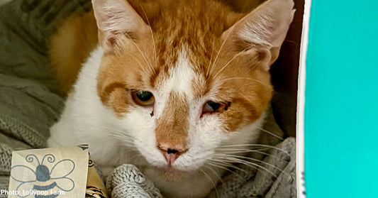 Over 50 Sick Cats Rescued from Deplorable Conditions Get Second Chance, Thanks to You