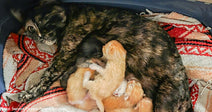 tortoiseshell cat nursing litter of orange kittens