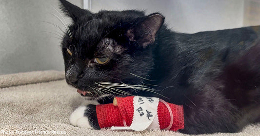 Cat Struggling to Breathe with Severe Asthma Needs Your Support