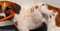 Brown and white dog with wound on shoulder looking sad. 
