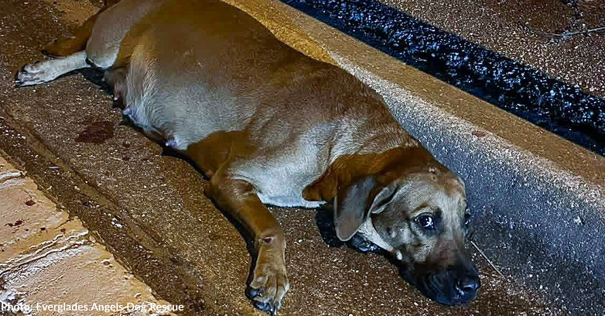 Pregnant Dog Struck by Car Found on Side of Road Unable to Move ...