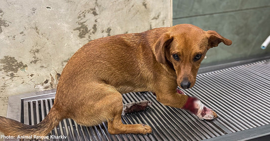 Dog with Fractured Pelvis and Open Wounds Rescued from War-Torn Streets of Ukraine