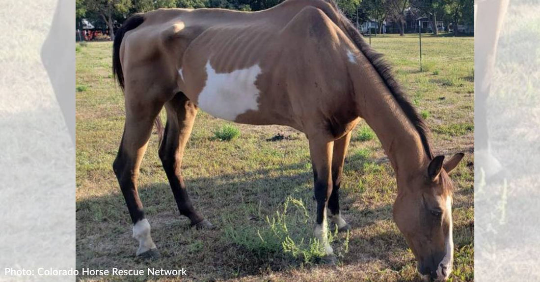 Military Woman Returns On Leave To Find Her Horse Emaciated and Riddled With Parasites