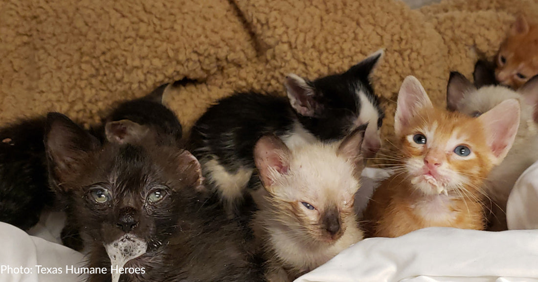 Emaciated Kittens Found In Locked Crates In Extreme Texas Heat Need Your Help