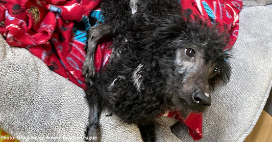 Mistreated and Emaciated Dog Abandoned in Shelter's Driveway Needs Your Support to Heal