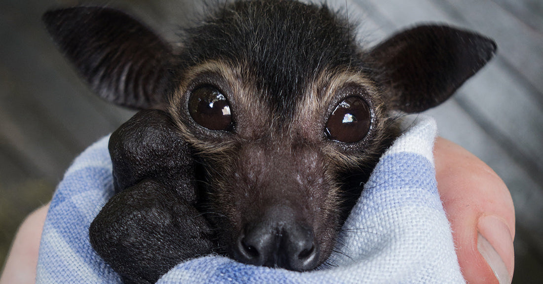 Australian Bushfires and Extreme Heat Take Deadly Toll on Vulnerable Flying Foxes