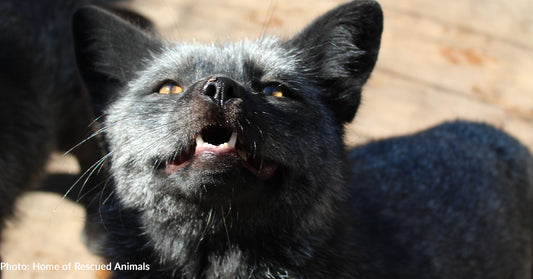 Severely Mistreated Foxes Rescued From Fur Farm Need Your Help To Recover