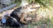 german shepherd dog lying on ground in cemetery with sad eyes