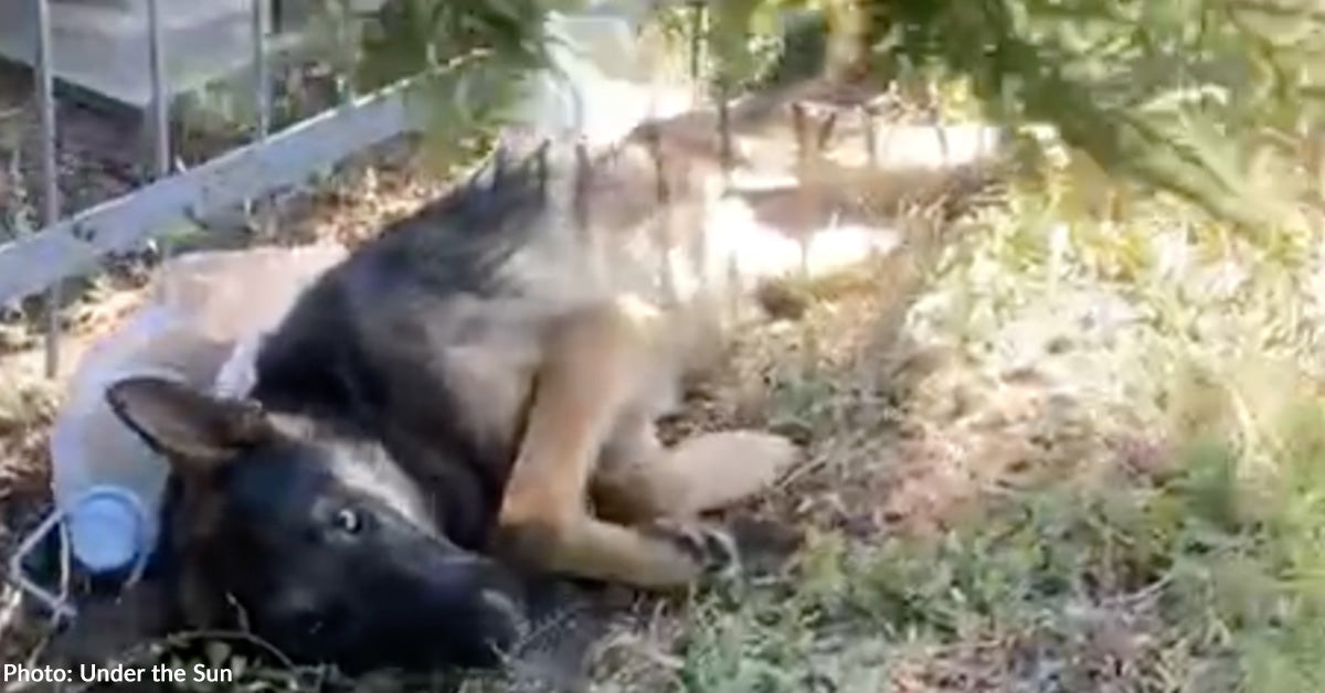 Among the Graves, Rescuers Found a Dog Fighting to Stay Alive