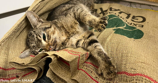 Cat Found Near Death in Front of Coffee Shop Needs Your Support to Heal