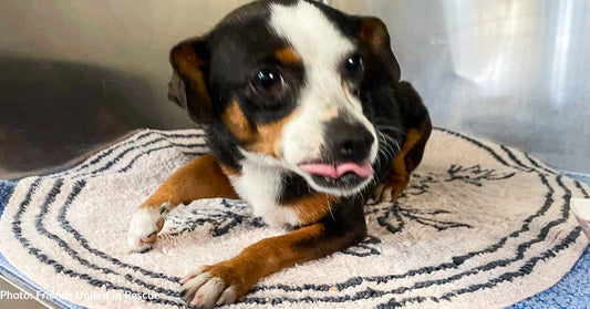 Stray Puppy Hobbling Around On A Broken Leg Needs Surgery To Walk Again