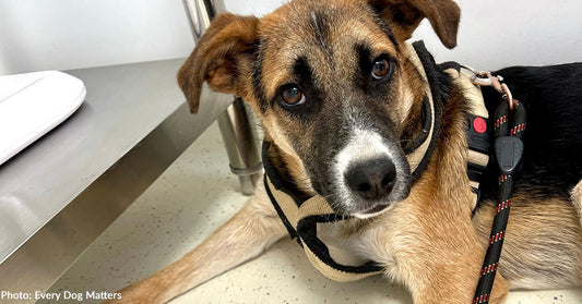 Dog Rescued from Hoarding Situation Gets Knee Replacement After Years of Neglect